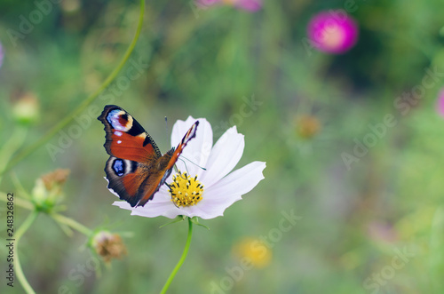 Butterfly peacock eye on the flower cosme