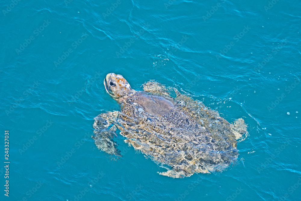 Fototapeta premium An endangered Green Turtle, Chelonia mydas, pokes its head above the surface of the ocean as it swims in the warm waters off Exmouth in Western Australia.
