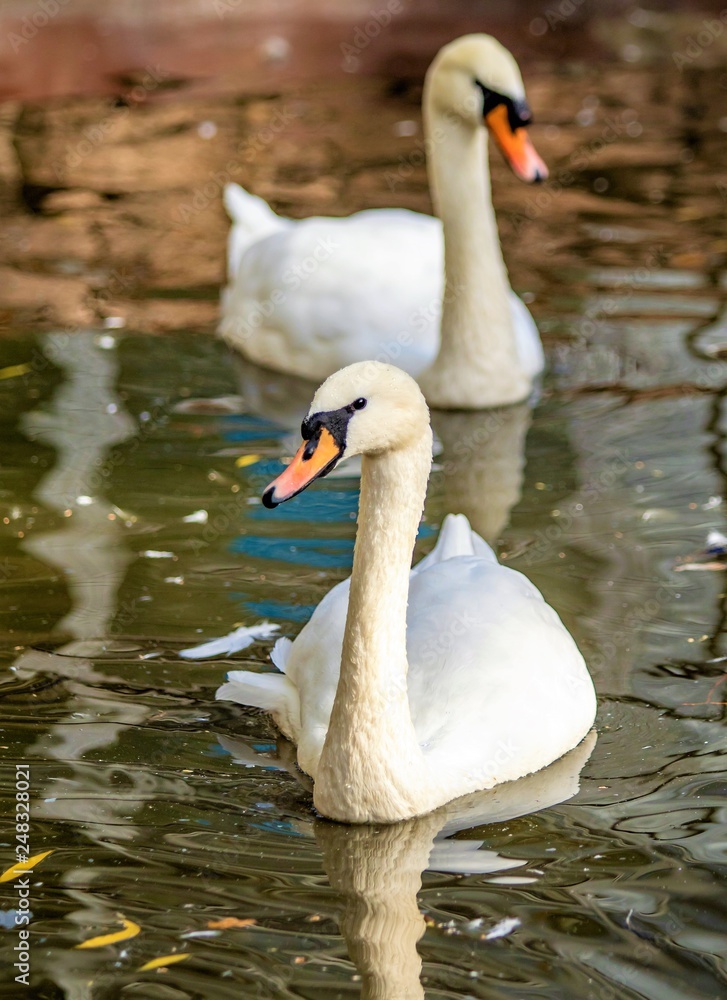 swan swims in the pond swan swims in the pond