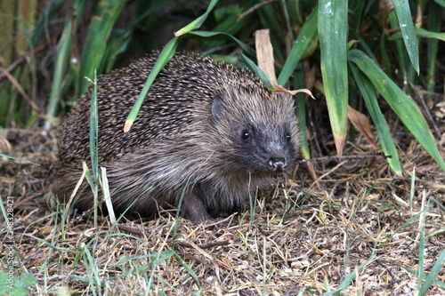 A close up photograph of a European hedgehog in a natural garden environment, with grass and seed on the ground
