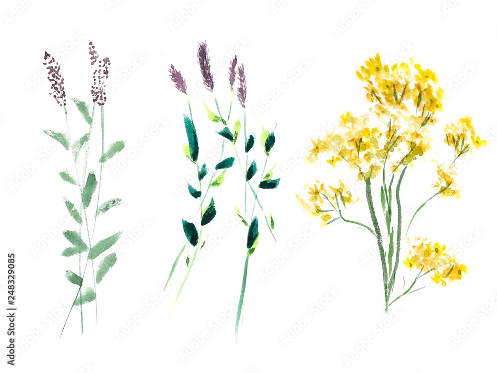 Watercolor wild flowers on white background