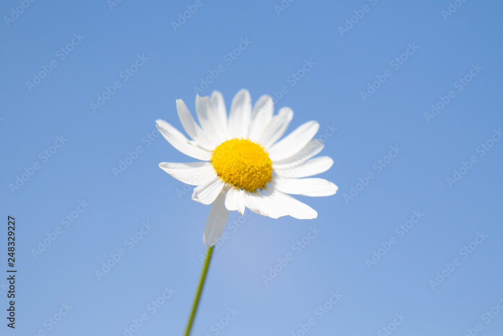 White chamomile flower on blue sky background. Selective focus, social network concept. White chamomile flower on blue sky background. Selective focus, social network concept.