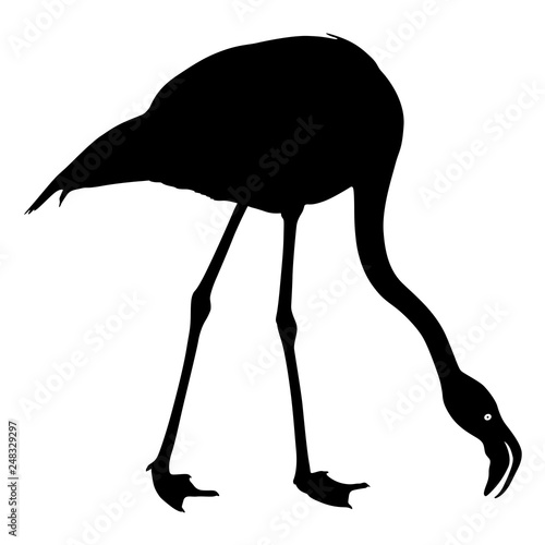 Silhouette bird flamingo on a white background