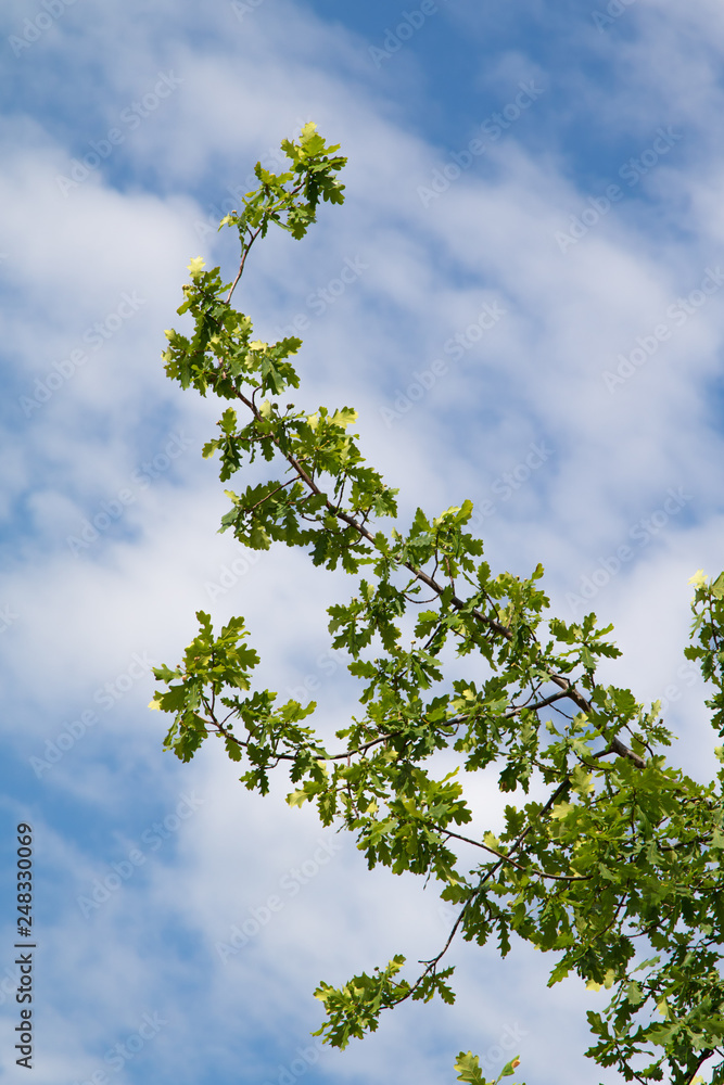 green tree leaves against the blue sky background green tree leaves against the blue sky background