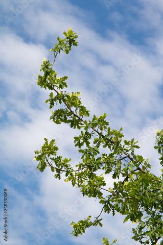 green tree leaves against the blue sky background