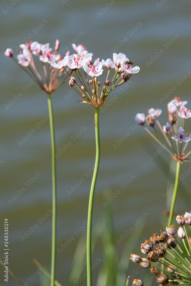 wild flowers summer landscape, nature wild flowers summer landscape, nature