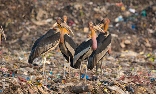 Photos Greater Adjutants near Garbage Dump in Guwahati