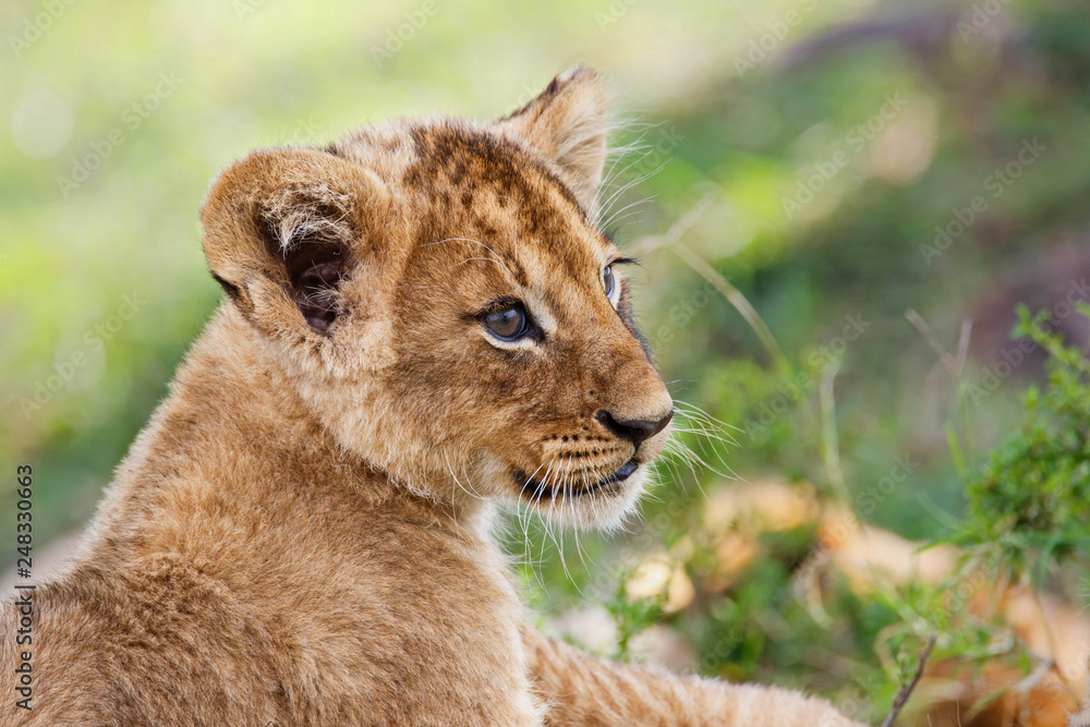 Obraz premium Lion cub playing in the Masai Mara National Reserve in Kenya