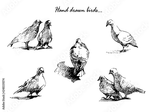 Hand drawn birds on white background.  Beautiful sketch for your design.