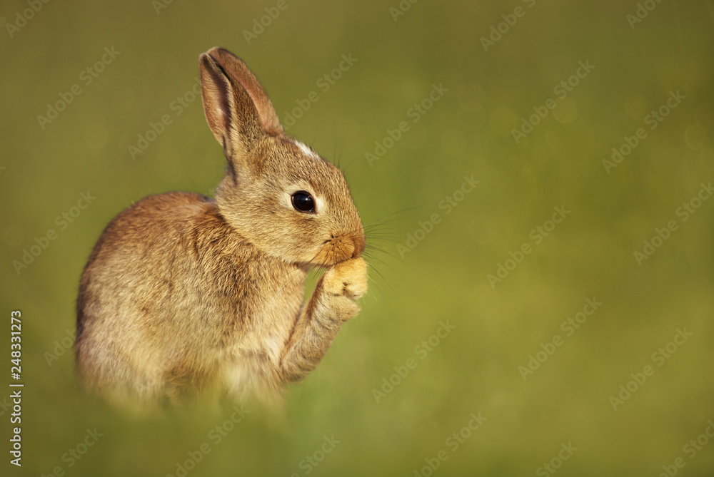 Fototapeta premium Close up of young European rabbit