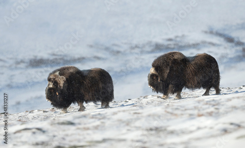 Close up of two male Musk Ox in snowy mountains