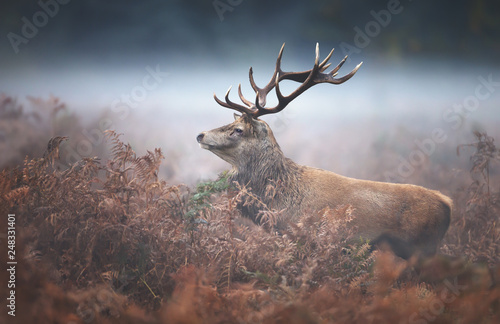 Red deer stag on a misty autumn morning