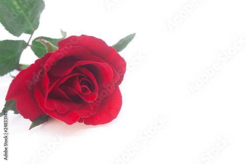 Beautiful rose flower isolated on white background .