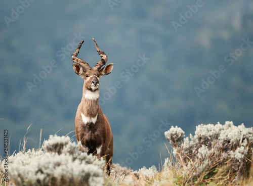 Close up of a Mountain Nyala standing in the grass, Ethiopia. photo