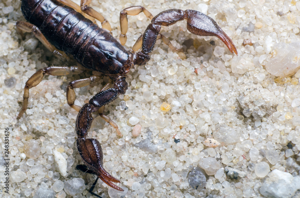 Scorpion creeps on the sand close up Scorpion creeps on the sand close up