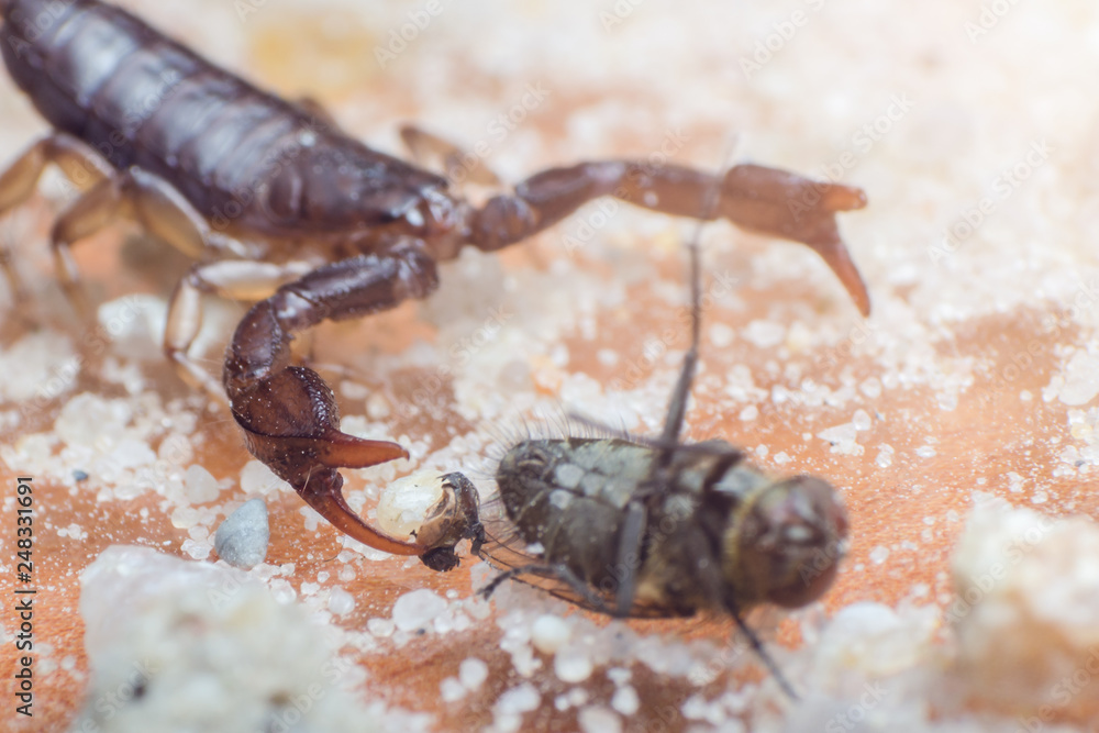 Scorpio holds a fly caught with claws and stings it with a sting, close-up Scorpio holds a fly caught with claws and stings it with a sting, close-up