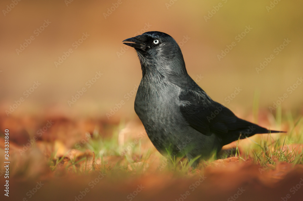 Obraz premium Eurasian Jackdaw in the meadow in autumn