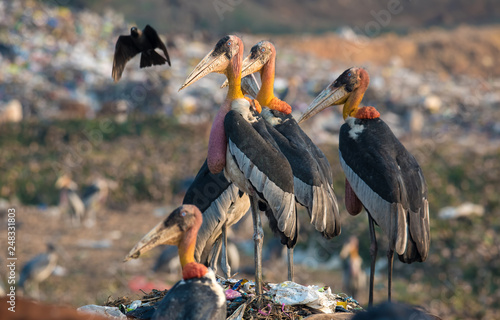 Canvas-taulu Greater Adjutants near Garbage Dump in Guwahati