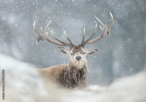 Red deer stag in the falling snow