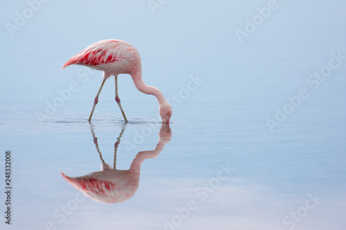 Flamingo in der Atacama-Wüste - Laguna Chaxa