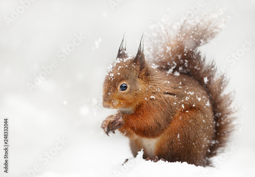 Close up of a red squirrel in the falling snow