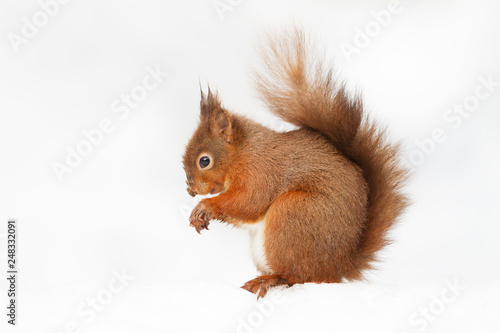 Portrait of a red squirrel sitting in the snow