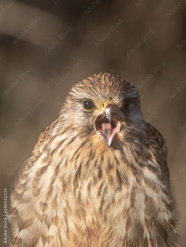 Naklejka premium Kestrel open mouthed