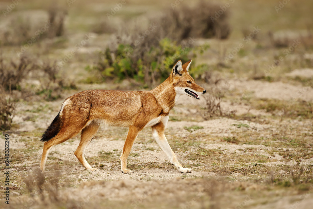Close up of a rare and endangered Ethiopian wolf Close up of a rare and endangered Ethiopian wolf