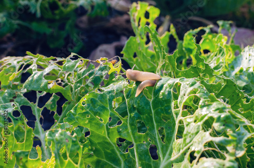 Cabbage leaves eaten by slugs, parasite spoils the harvest