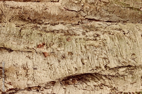 old wood texture of bark of a tree