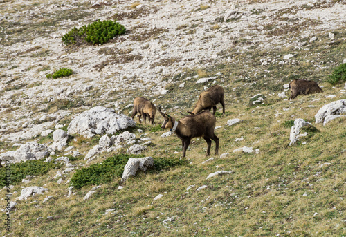 Chamois in the Abruzzo National Park © Antonio D'Alessandro