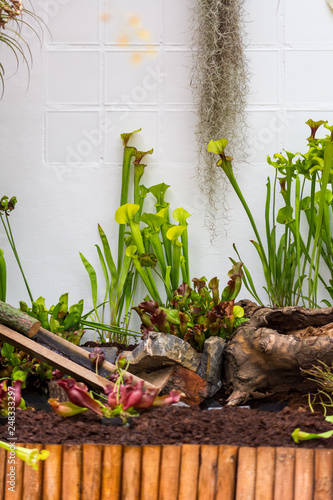 Sarracenia carnivorous plant is growinf in garden. Insect consuming plant with leaves as trap photo