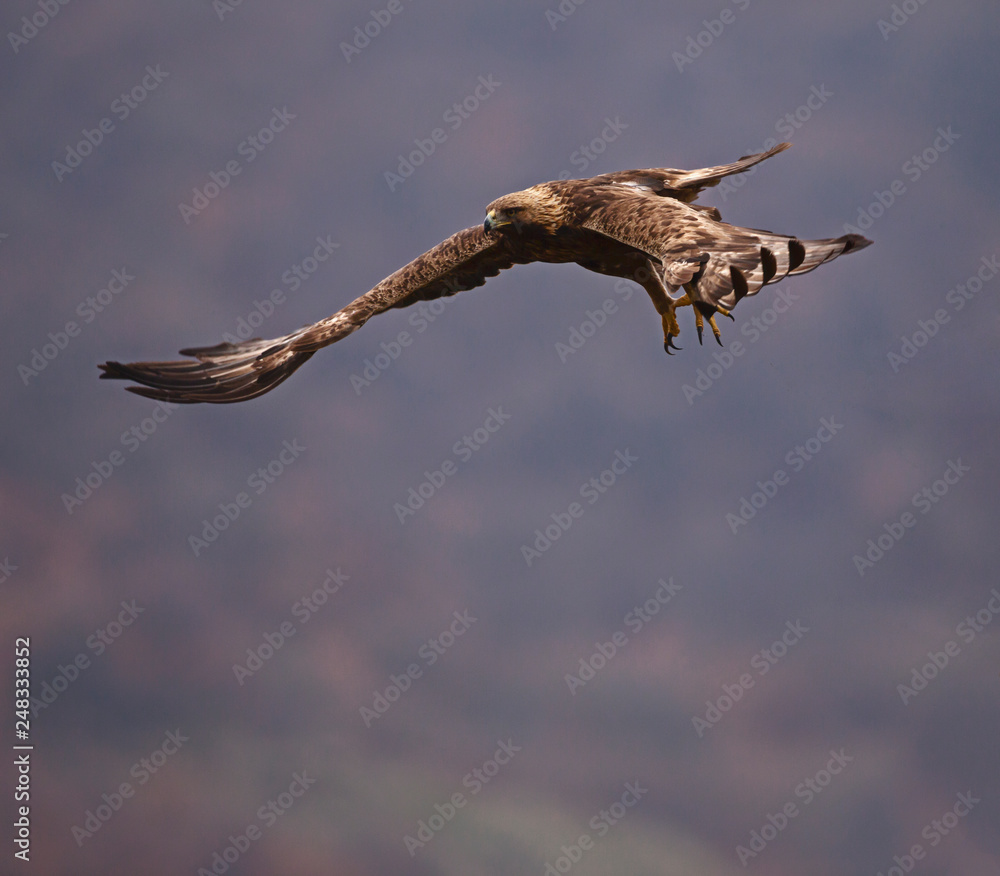 Fototapeta premium Amazing golden eagle in the sky