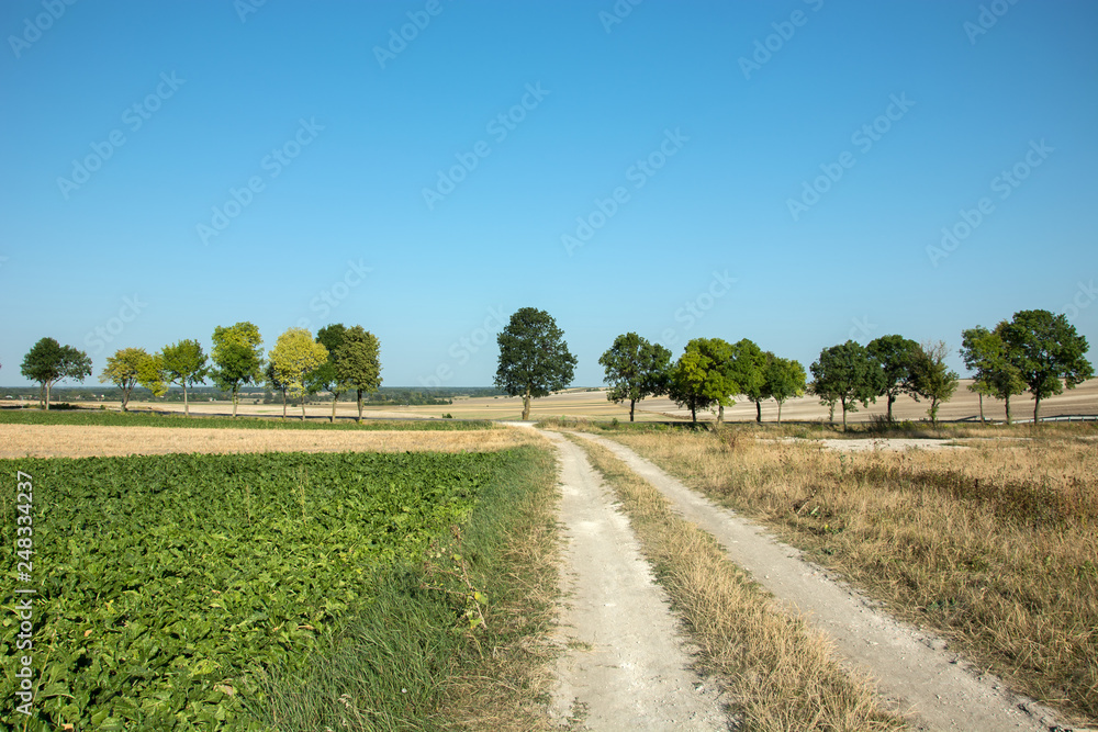 Fototapeta premium Dirt road through fields and trees in a row