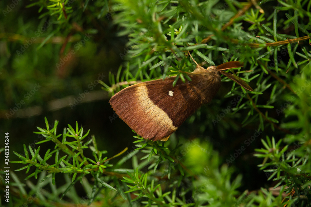 Falena Falena