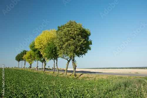 Trees growing next to the road, field of beets and blue sky