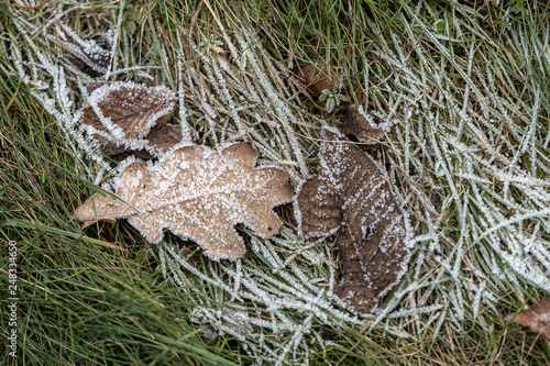 dry brown leaves lying in frozen grass during the first morning frosts