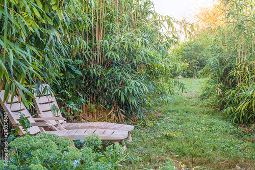 Two lounge chairs in the greenery. Bamboo, sunlight photo