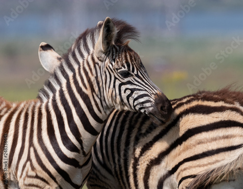 Young palins zebra