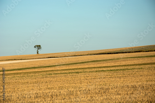 Lonely tree on stubble field on the hill, horizon and blue sky