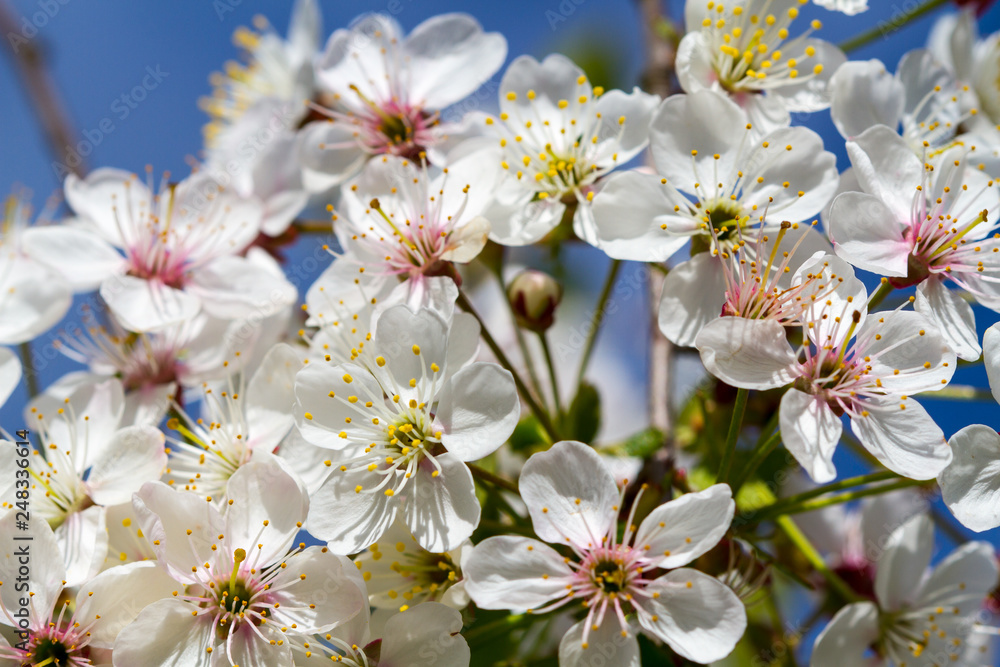 Blooming cherry tree Blooming cherry tree
