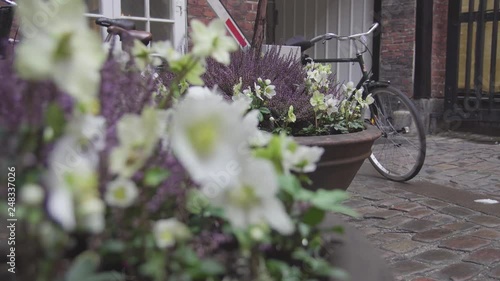 Blooming hellebores close-up at flower bed with refocus to a bicycle in a small courtyard in Copenhagen (4k, 25fps)