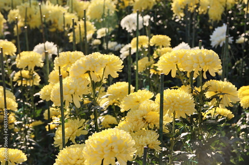 KRIMEA Nikitsky Botanicai garden is the parade of chrysanthemums photo