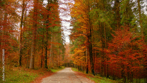 Colorfull Cansiglio forest in autumn. The ancient Forest of the Doges of the Republic of Venice.