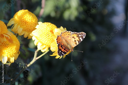 KRIMEA Nikitsky Botanicai garden is the parade of chrysanthemums photo