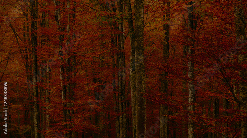 Colorfull Cansiglio forest in autumn.
The ancient Forest of the Doges of the Republic of Venice.