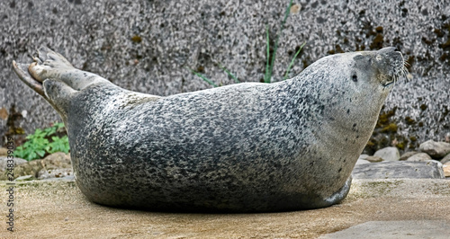 Common seal. Also known as harbor seal. Latin name - Phoca vitulina 