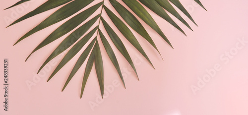 Palm tree on pink background.