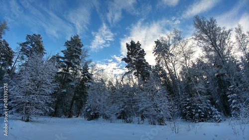 Winter snowy landscape in forest. Beautiful blue sky with clouds.
