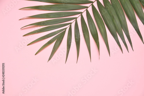 Palm tree on pink background.